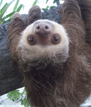 A sloth hanging upside down from the branch of a tree. 