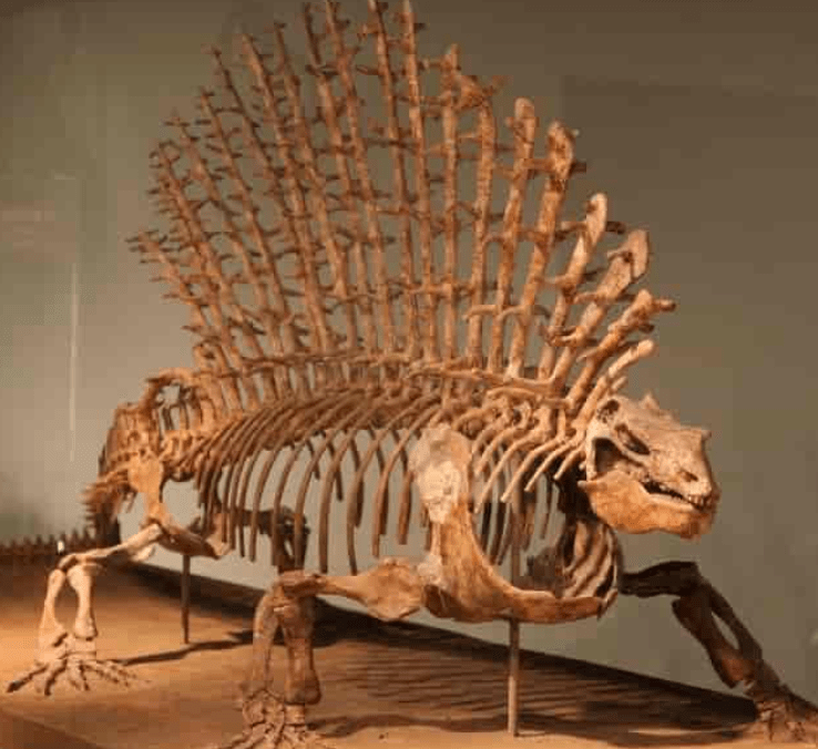 A skeleton of a synapsid in a museum. 