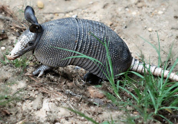An armadillo in a grassy and dirty area. 