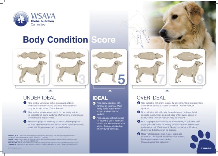 A WSAVA body condition score chart for dogs. A score of 1-3 is considered under ideal. A score of 5 is considered ideal. A score of 7-9 is considered over ideal. 
