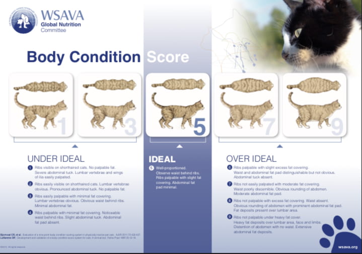A WSAVA body condition score chart for cats. A score of 1-3 is considered under ideal. A score of 5 is considered ideal. A score of 7-9 is considered over ideal.