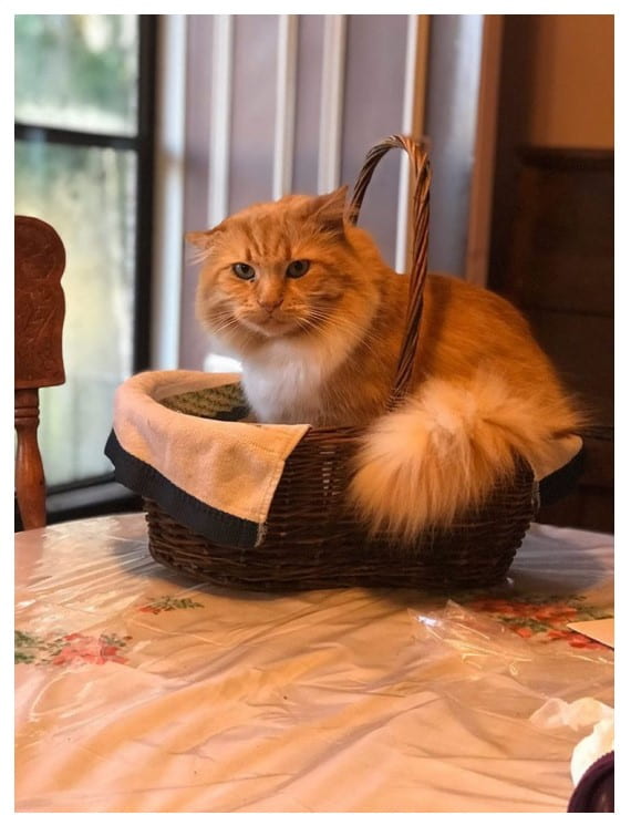 Peanut sitting in a basket with a white towel inside on top of a table. 