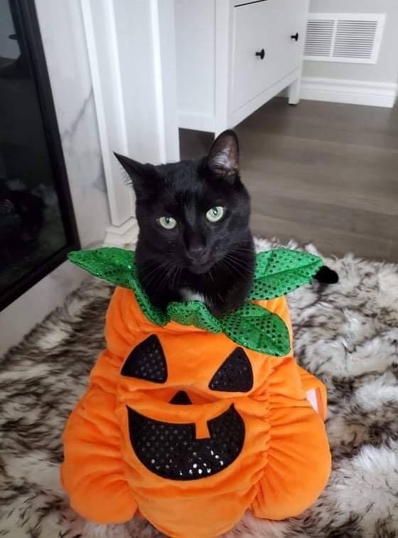 A black cat in a pumpkin Halloween costume.