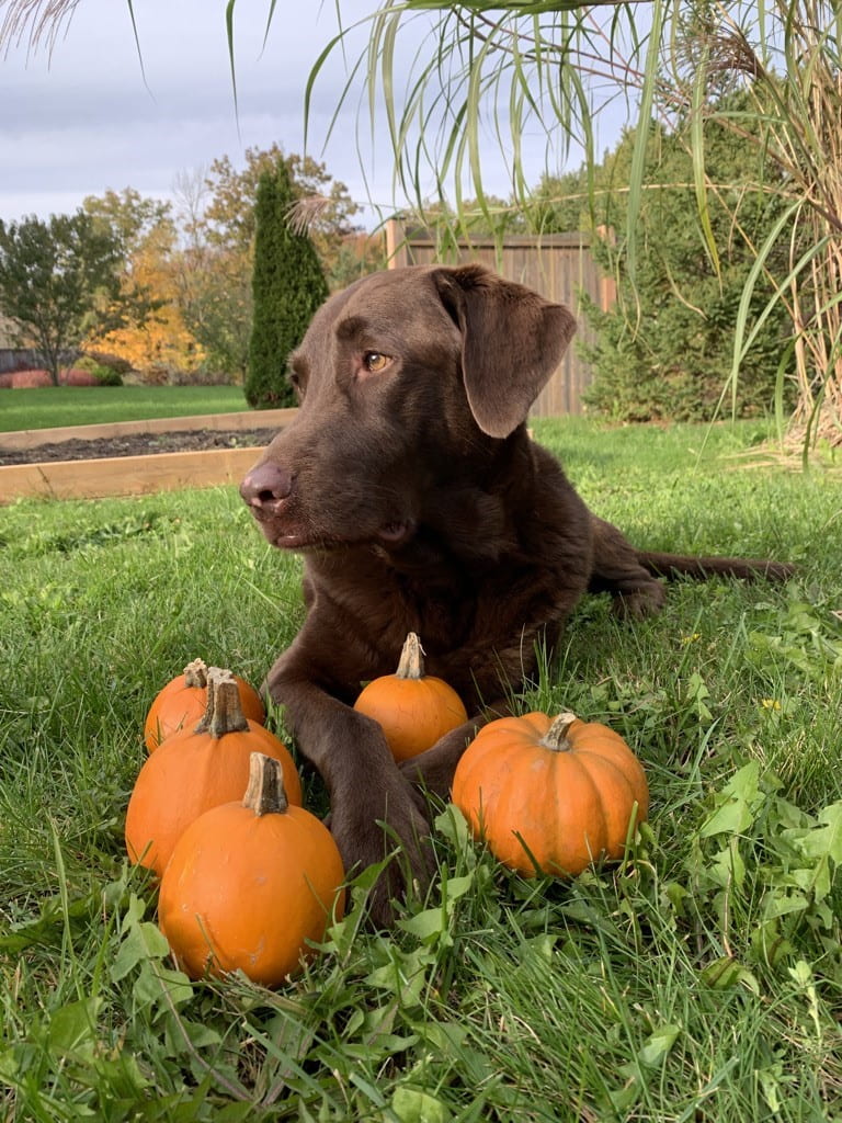 A chocolate lab laying outside in the grass with 5 small pumpkins at it's paws. 