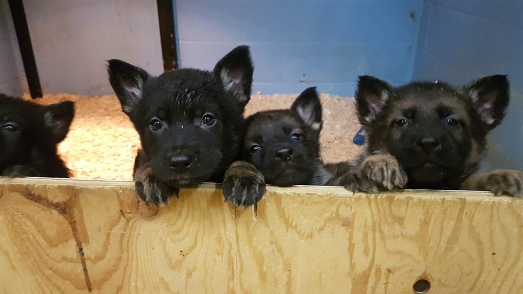 4 puppies looking over a wooden panel.