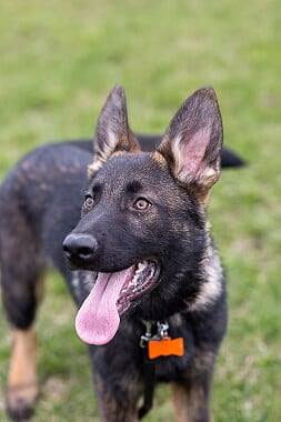 A german shepherd with its tongue out. 