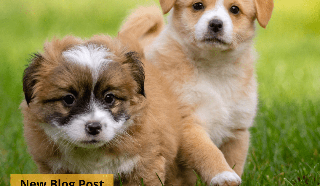 Two puppies running in a grassy field.