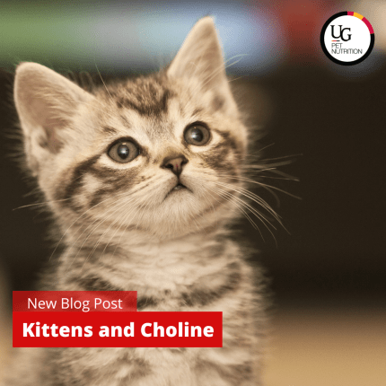 Kittens & Choline