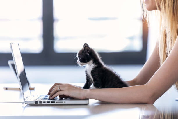 A kitten sits with a woman working at her computer and watches the screen. 