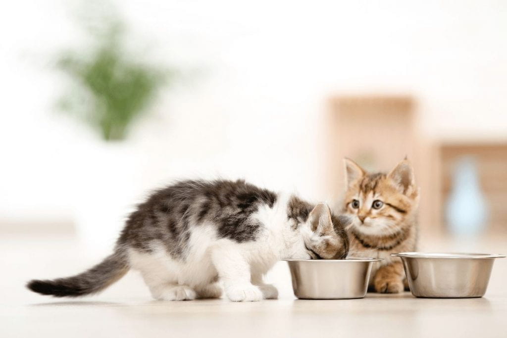 Two kittens eat from two food bowls. 