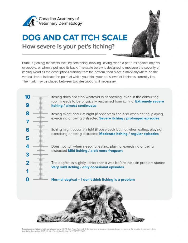 An infographic containing the text: "Canadian Academy of Veterinary Dermatology. Dog and Cat Itch Scale. How severe is your pet's itching?  Pruritus (itching) manifests itself by scratching, nibbling, licking, when a pet rubs against objects or people, or when a pet rubs its back. The scale below is designed to measure the severity of itching. Read all the descriptions starting from the bottom, then place a mark anywhere on the vertical line to indicate the point at which you think your pet's level of itchiness currently lies. The mark may be placed between two descriptions, if necessary. 10. Itching does not stop whatever is happening, even in the consulting room (needs to be physically restrained from itching) Extreme severe itching / almost continuous. 8. Itching might occur at night (if observed) and also when eating, playing. exercising or being distracted. Severe itching / prolonged episodes. 6. Itching might occur at night (if observed) and also when eating, playing, exercising or being distracted. Moderate itching / regular episodes. 4. Does not itch when sleeping, eating, playing, exercising, or being distracted. Mild itching / a bit more frequent. 2. The dog/cat is slightly itchier than it was before the skin problem started. Very mild itching / only occasional episodes. 0. Normal dog. cat - I don't think itching is a problem. 