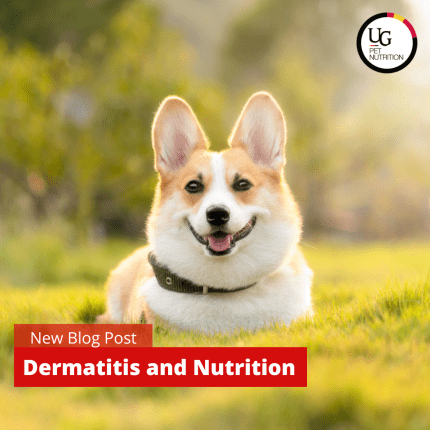 Dermatitis: Nutrition’s role in itchy pets