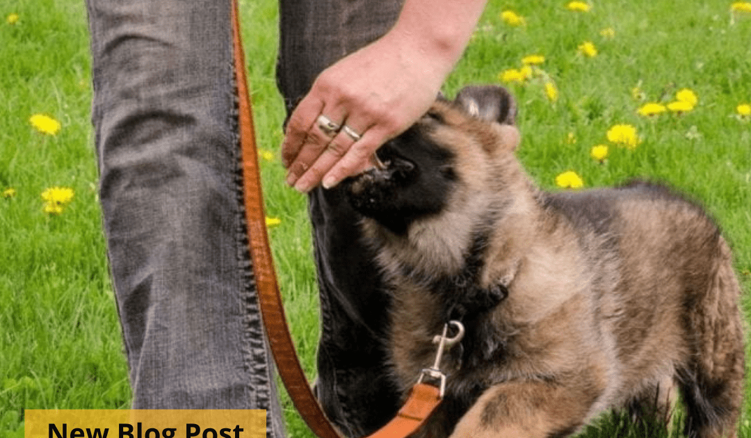 A woman rewards a puppy while leash training.