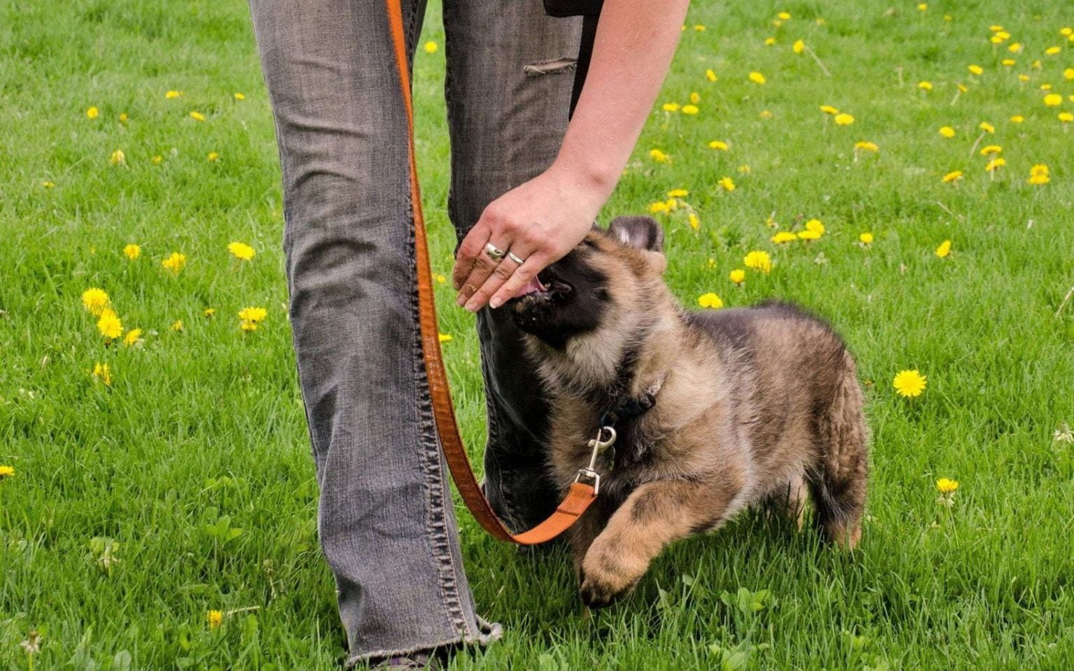 A woman leash training her german shepherd puppy in a grassy field with dandelions.