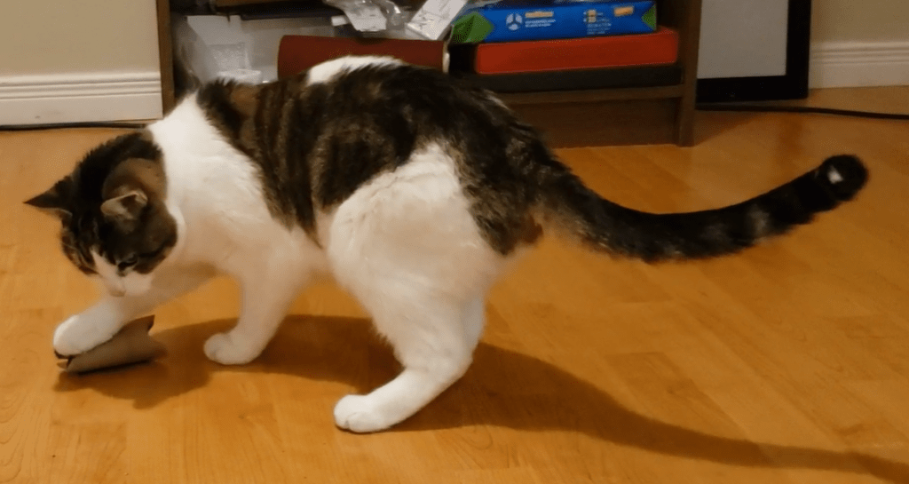 Pictured is a domestic shorthair cat, brown tabby mask, saddle, and tail, with a white dot on center back, and white legs and paws. He is playing with an empty toilet paper roll, which is bent in at each end. 