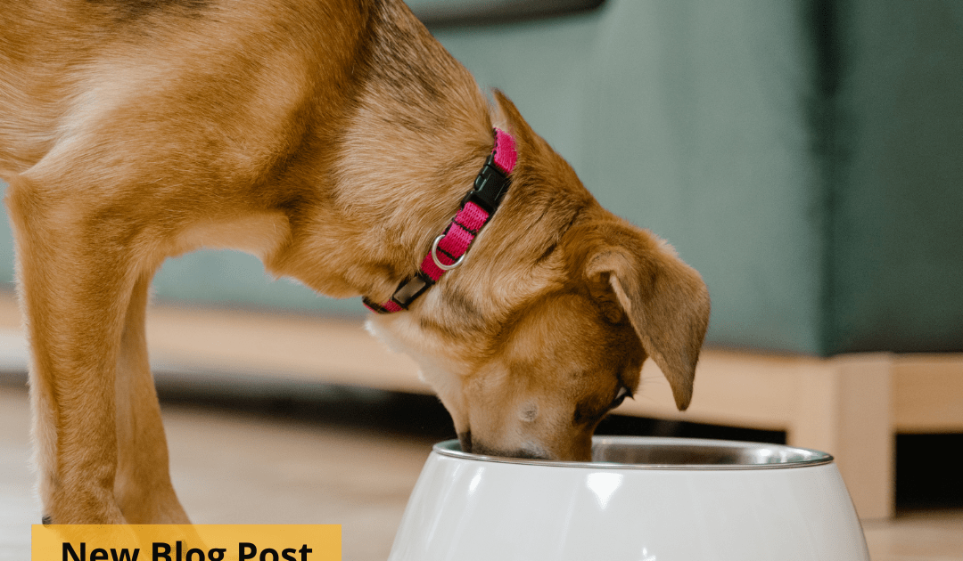 A dog eating from a large white bowl.