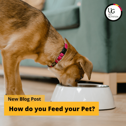 How do you feed your pet?