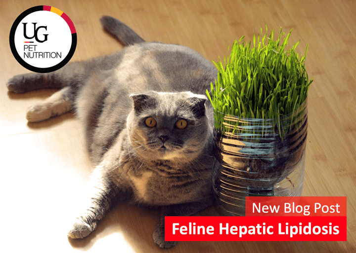 A grey Scottish fold laying down next to cat grass with the text, "New Blog Post: Feline Hepatic Lipidosis." 