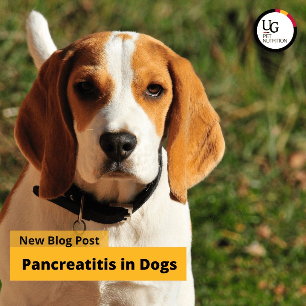 A beagle in a grassy area looking at the camera. Overlaid on top of the image is the words,  "New Blog Post: Pancreatitis in Dogs" written in black text on a yellow rectangle. 