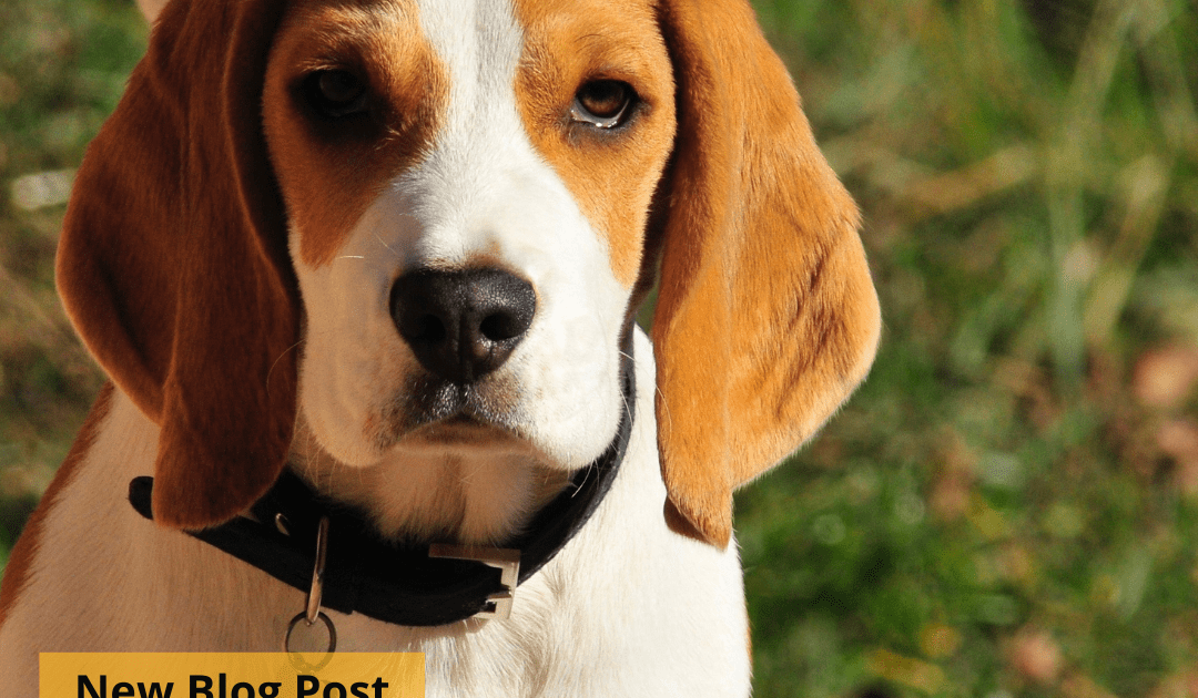 A beagle in a grassy background looking into the camera. Overlaid on top are the words, ?New Blog Post: Pancreatitis in Dogs" in black text on a yellow background.