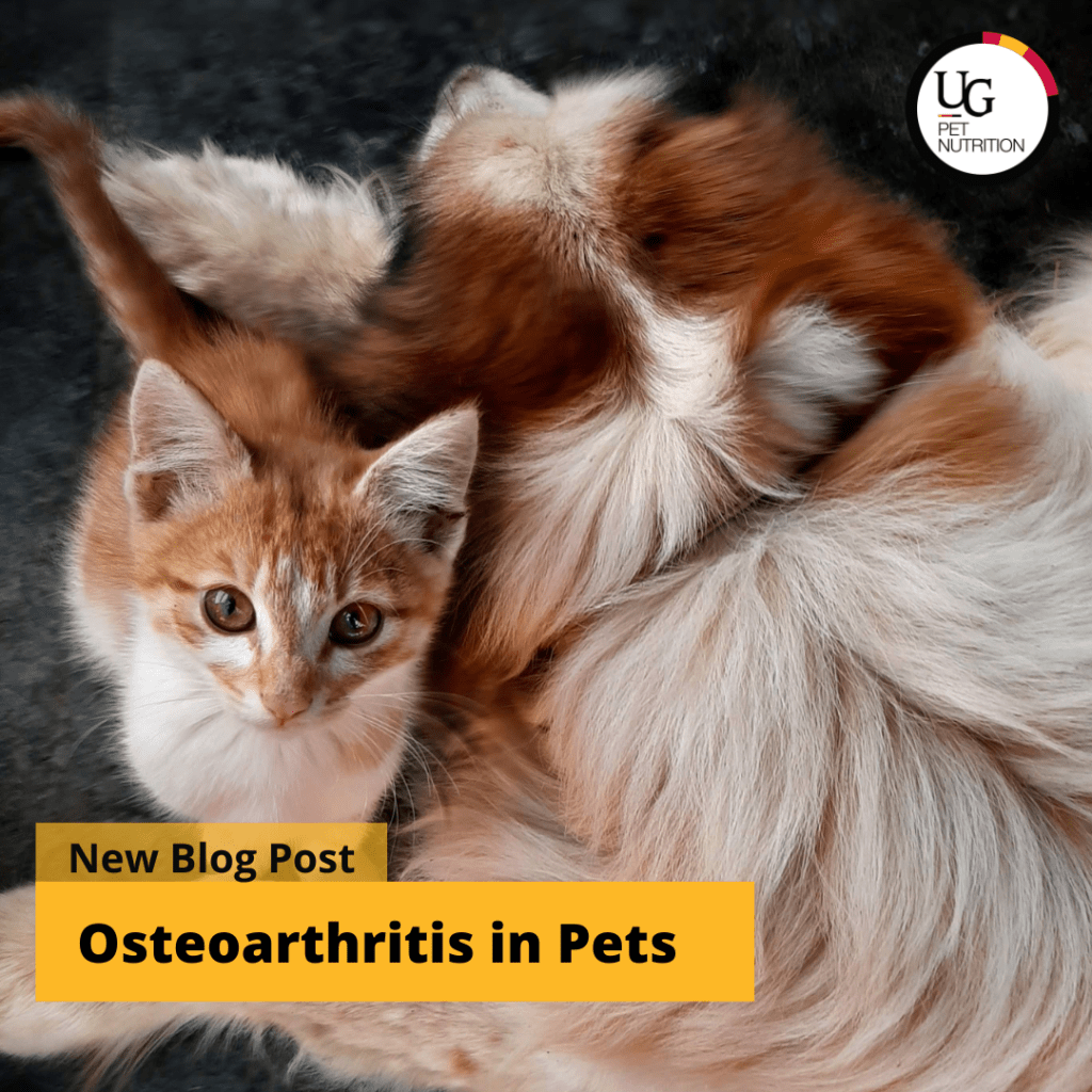 An orange cat and a golden retriever with the text, "New Blog Post: Osteoarthritis in Pets.