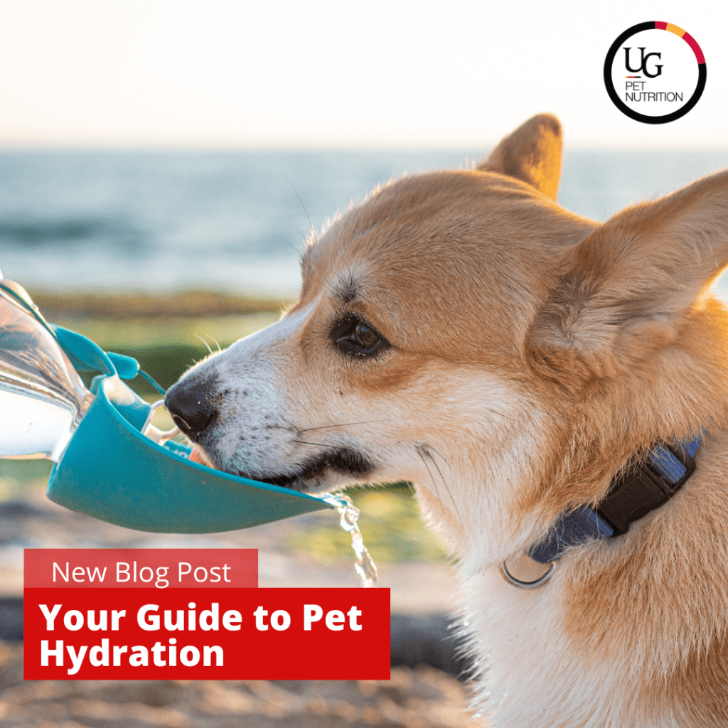 A corgi drinking from a blue portable water bottle for dogs. The corgi is on the beach on sunny day. Overlaid on top of the image is the words, "New Blog Post: Your Guide to Pet Hydration" 
