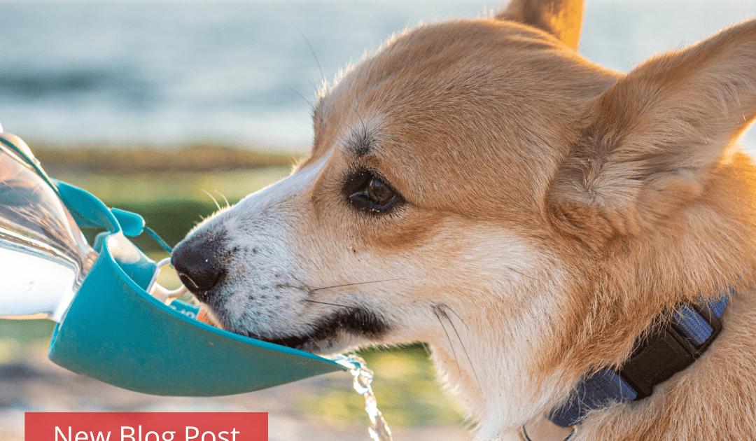 A corgi drinking from a blue portable water bowl. The dog is at the beach on a sunny day. Overlaid on top of the image are the words, "New blog post: Your guide to pet hydration". The text is in blocky white font on a red background.
