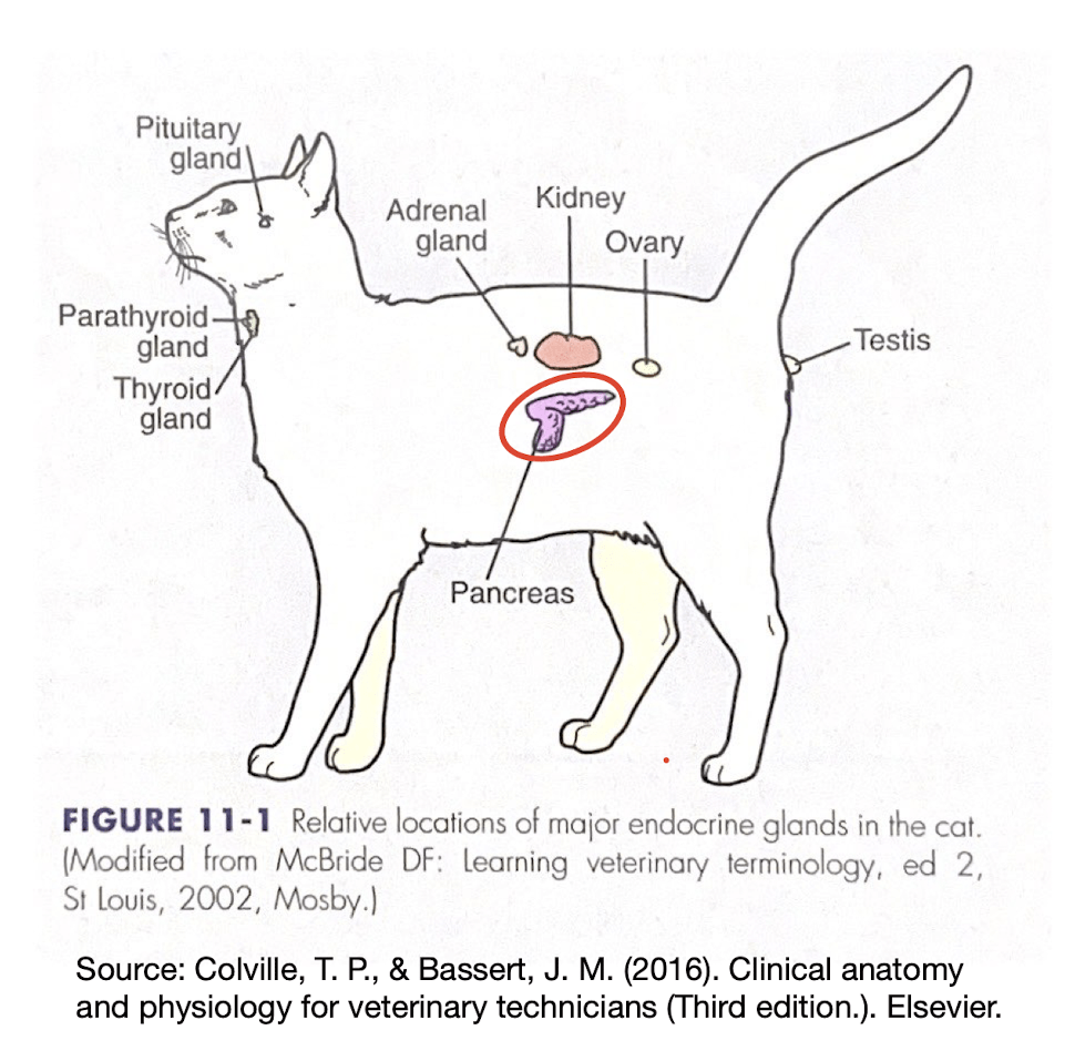 The location of the pancreas in a cat. The pancreas is located in the abdominal cavity below the kidney. Source: Colville, T.P., & Bassert, J. M. (2016). Clinical anatomy and physiology for veterinary technicians (Third edition.). Elsevier. 