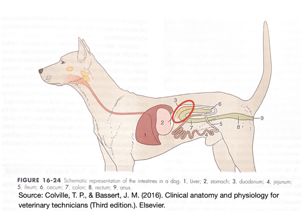 The location of the pancreas in a dog. The pancreas is located in the abdominal cavity adjacent to the stomach. Source: Colville, T.P., & Bassert, J. M. (2016). Clinical anatomy and physiology for veterinary technicians (Third edition.). Elsevier. 