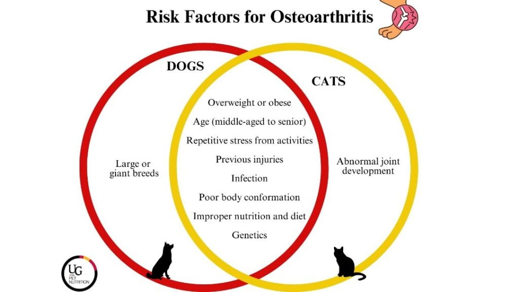 A venn-diagram depicting risk factors for osteoarthritis. In the left circle: dogs; in the right circle: cats; in the overlap between the two circles: both species. Risk factors for osteoarthritis in dogs includes large or giant breeds. Risk factors in cats include abnormal joint development. In both species, the following are risk factors: overweight or obese, age (middle-aged to senior), repetitive stress from activities, previous injuries, infection, poor body conformation, improper nutrition and diet, genetics. 