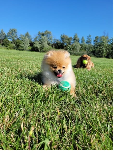 Leti is chasing a turquoise tennis ball in a grassy field on a sunny day. Faith is trailing behind him with a green tennis ball in her mouth.