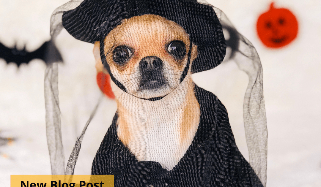 A chihuahua in a black witches costume in front of a white wall with a bat and pumpkin cutout.
