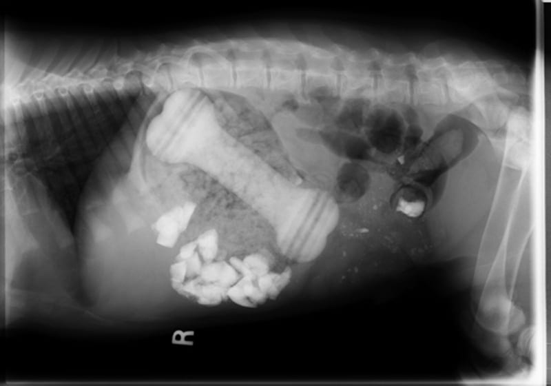 Radiograph of a gastrointestinal foreign body, where the ingested object is a large dog bone.