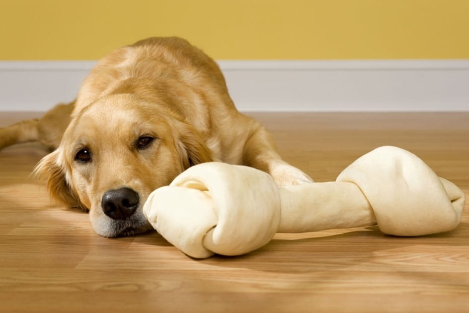 Bored golden retriever dog laying next to a large-sized rawhide bone.